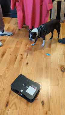 Le chien de bureau, Rhubarb, évite le robot rover en mouvement.
